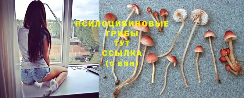 Псилоцибиновые грибы Psilocybine cubensis  KRAKEN маркетплейс  Хотьково 